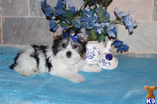 my babydoll yorkies Picture 3